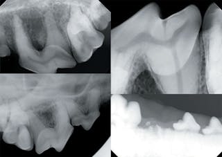 Radiologie dentaire vétérinaire